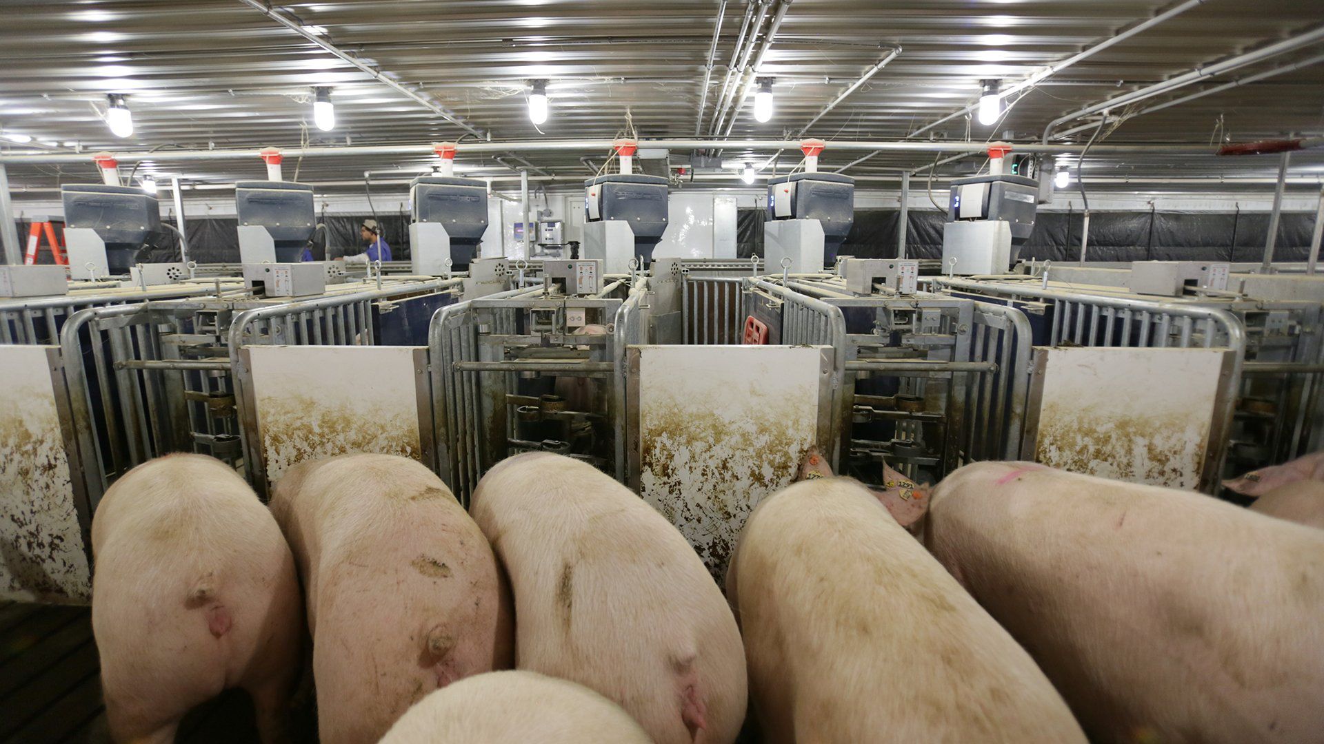 <p>Figure&nbsp;5: Electronic sow feeding&nbsp;using RFID. Source: Nedap</p>
